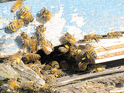 Cosman and Whidden Honey - Pure Nova Scotia Honey